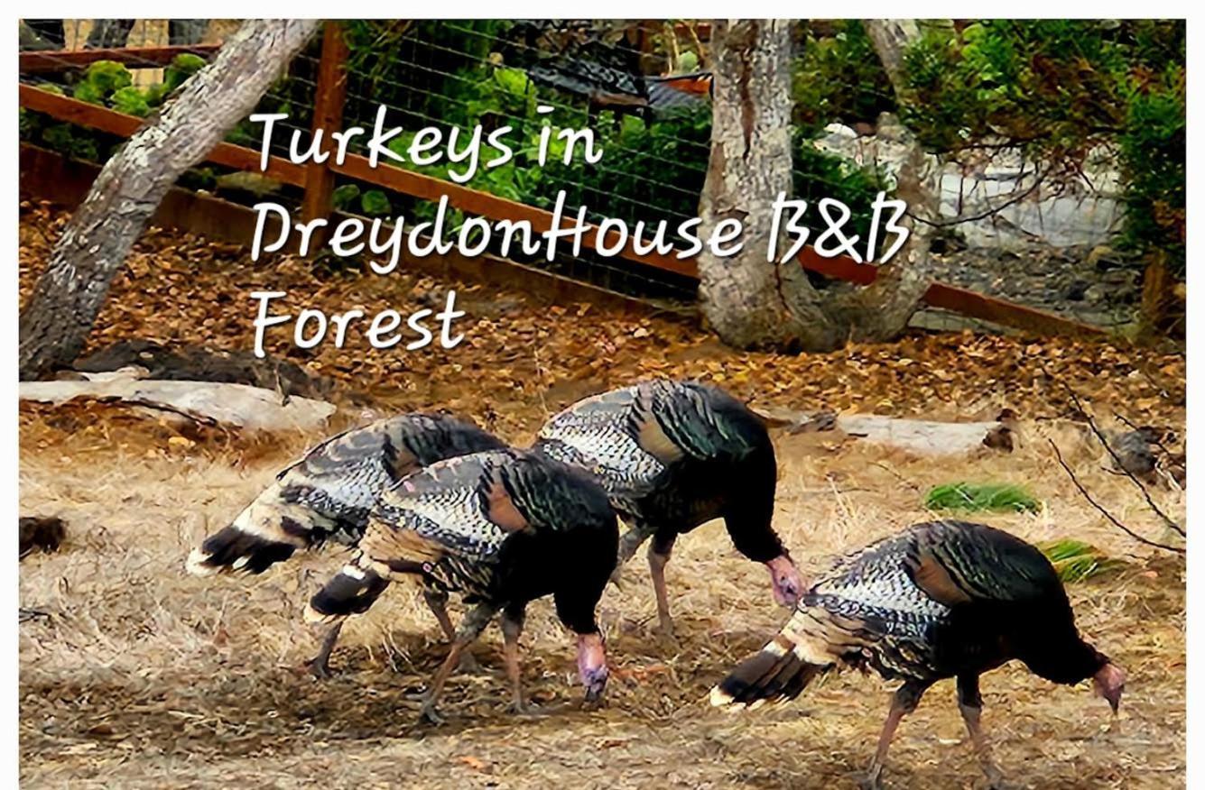 Dreydon House Bed And Breakfast Cambria Exteriör bild